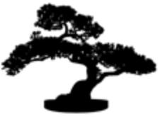 Bonsai Tree